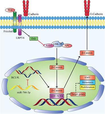 The key role of microRNA-766 in the cancer development